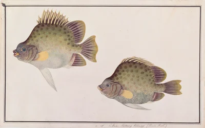 Gefleckter Scat, aus Zeichnungen von Fischen von Malakka, ca. 1805-18